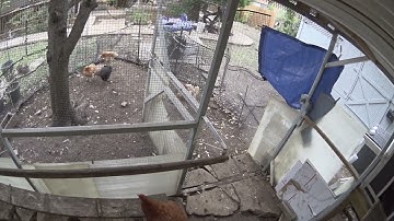 Smart Chicken