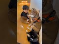 一歳の男の子と柴犬が仲良くなりました