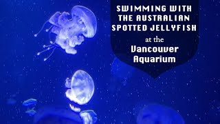 Swimming with the Australian Spotted Jellyfish at the Vancouver Aquarium @papaatthezoo