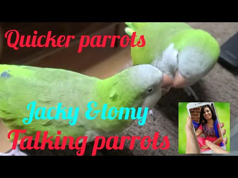 Quaker parrots  | Monk parrots | Talking Quaker parrots | Tommy and jacky | Mini's little world