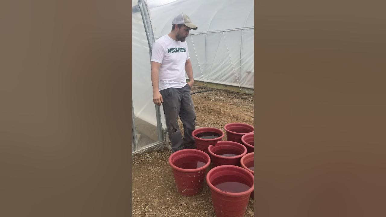 How to mix fertilizer for high production greenhouse tomatoes YouTube