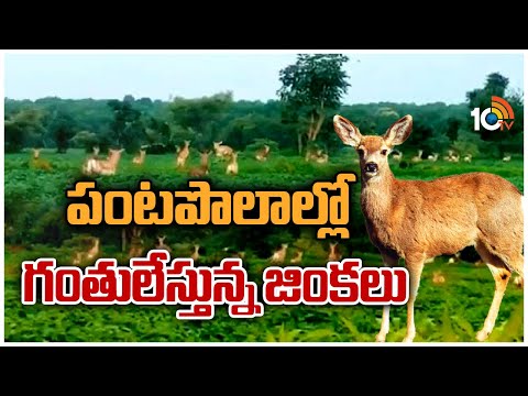 పంటపొలాల్లో గంతులేస్తున్న జింకలు | Deer Roam In Agriculture Fields Of Sangareddy District | 10tv