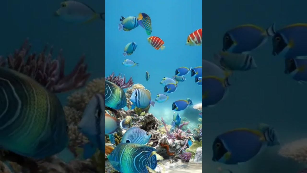 Dream Aquarium 4K Fish Tank Water Sounds NO Music NO Ads - 10 Hours | Aquarium Sounds For Sleeping 🐠