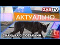 АКТУАЛЬНО - Скандал с собаками