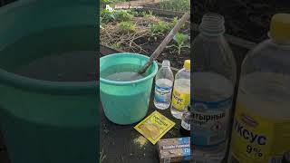 Самый полезный сорняк: собираю и ем свежие листья одуванчика. Делюсь опытом - 15 