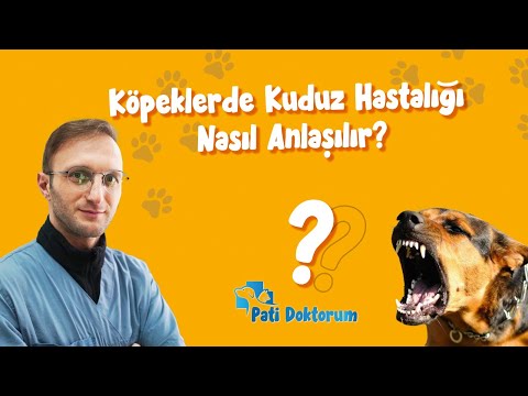 Video: Köpeklerin Dişetlerinin Sağlığından Ne Bahseder?