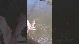 Новый метод ловли в горной реке ))) #форель #рыбалка #fishing #кыргызстан #суусамыр
