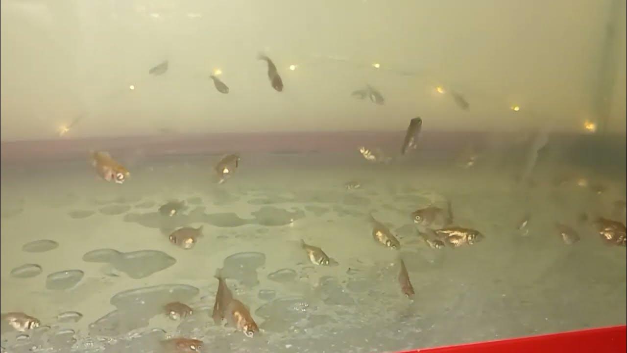Red Cap Gold fish 3 weeks fry Oranda Baby . How do they look like