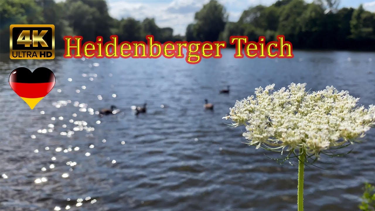 🦮🐕‍🦺GermanyKiel(Heidenberger Teich See) Dog run area 🐕 Outdoor