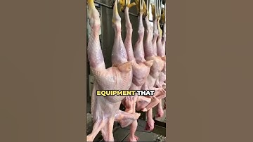 Revolutionize Poultry Processing with the Eruis Compact Slaughter Line