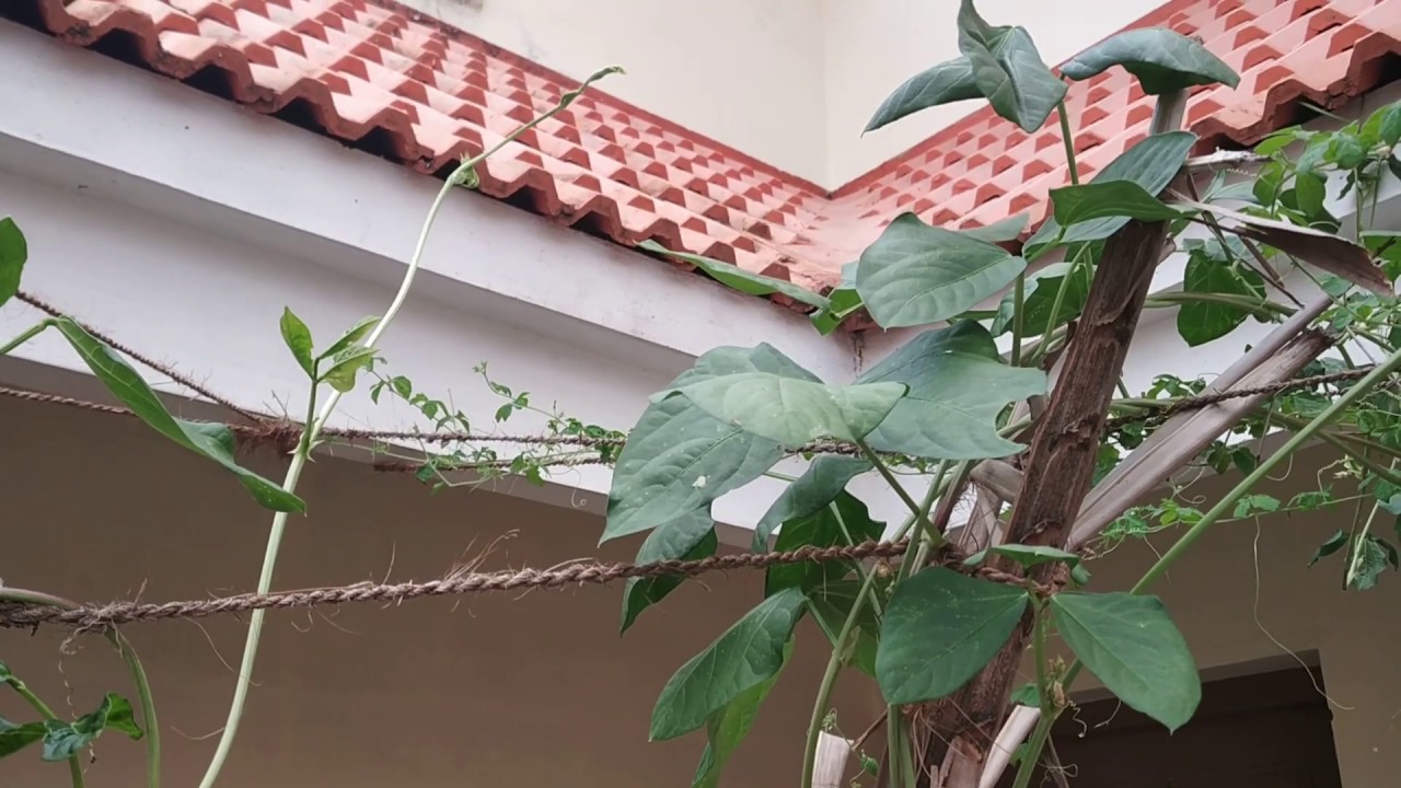 Use Coir and reduce Plastic - YouTube