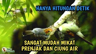 Mikat Burung Prenjak Dan Ciung Air  Di Rumpun Bambu Paling Mudah