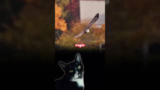 Kitten reacting: TO THE FLIGHT OF A BEAUTIFUL EAGLE.
