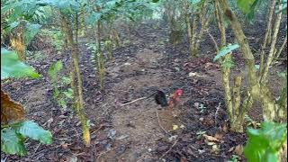 Bẫy gà rừng quá tốc độ PIKAT BETINA BULU UNIK BIKIN ORI PENASARAN #garung  #chicken