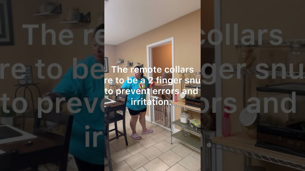 Austin dog trainer Board & Train River City Dog Manners