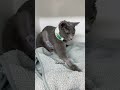 When Cat Kneading Isn’t Cute 😿 | Signs of Stress or Pain #catbehavior