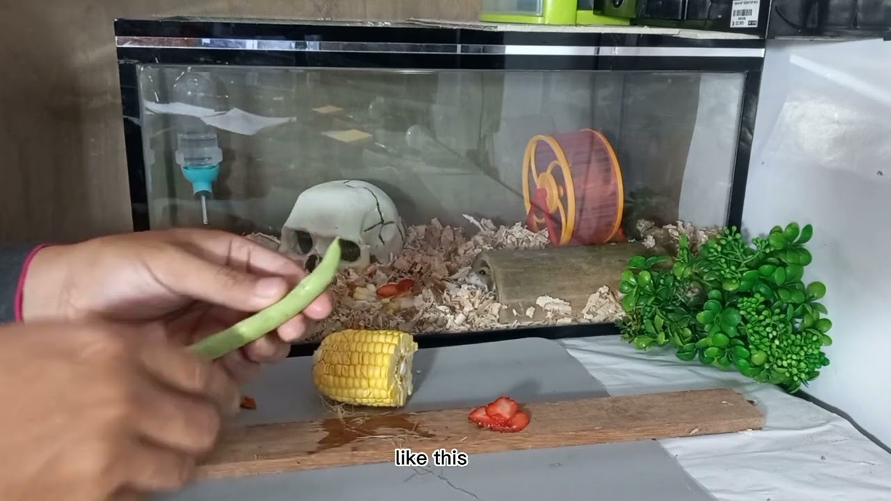 i grow vegetables for hamster food, hamster eat vegetables, strawberry and corn