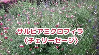 サルビア Youtube