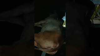 BEST HARYANVI COW OF 2023 #kolkatacow2023#cowlovers#cow#petlovers#bigcow2023#terewaste#viral#shorts