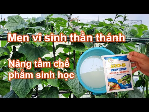 Video: Trị Sâu Bọ Hướng Dương - Cách Trị Sâu Bọ Hướng Dương