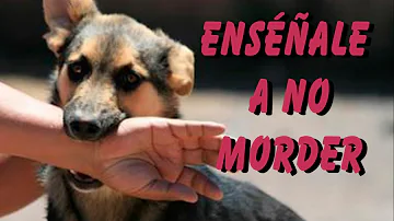 ¿Está bien dejar que tu perro juegue a morderte?