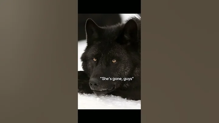 My entire past life death memory...🐺🔫(READ DESCRIPTION)#therian #therianthropy #pastlives