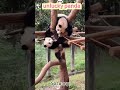 Panda falls down every day.🤯🐼#panda #pandasoftiktok #cuteanimals #fyp #usa