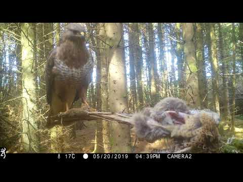 Common Buzzard