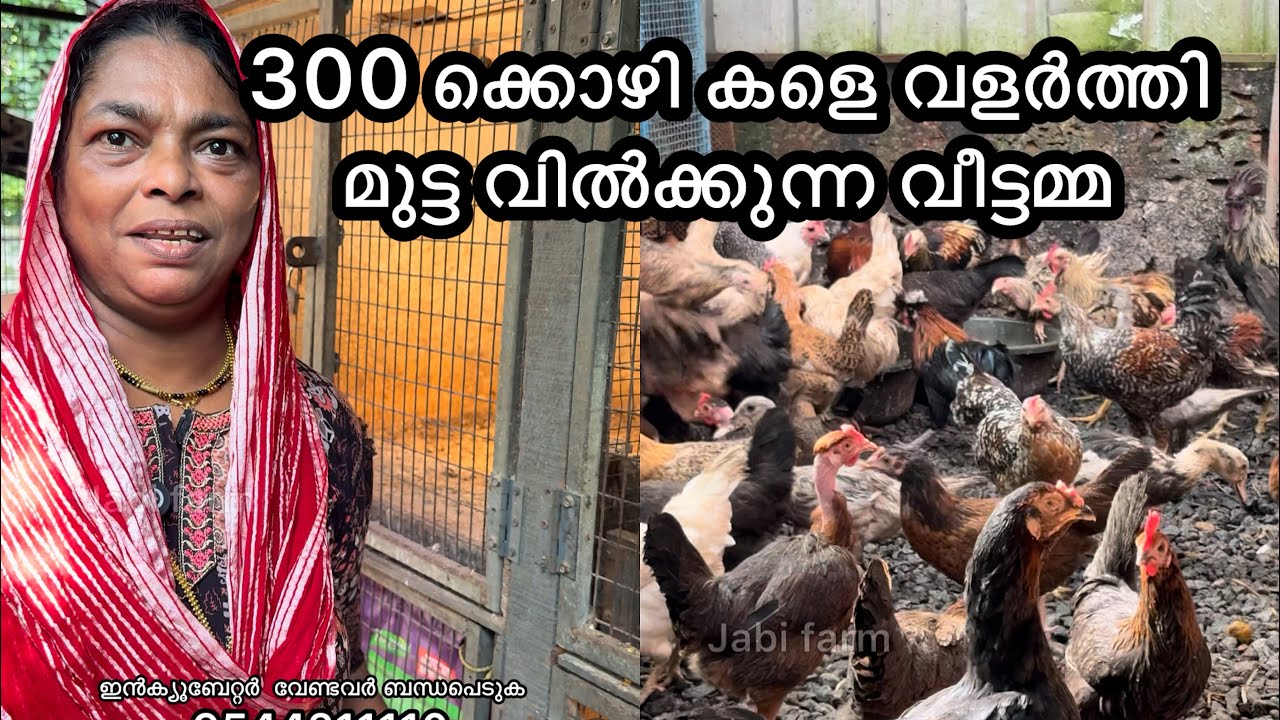 300 കോഴികളെ വളർത്തി മുട്ട വിൽക്കുന്ന വീട്ടമ്മ, ഇൻകുബേറ്ററില്‍ മുട്ട വിരിയിച്ചപ്പോൾ വരുമാനം ഡബിൾ ആയി 
