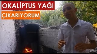 Okaliptus Yağı Nasıl Çıkarılır/Nasıl Yapılır?