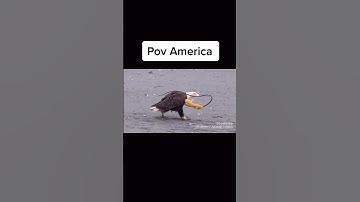 Thumbnail of OUR OIL🇺🇸 #america #meme #oil #war #warthunderamerica #viral #fyp