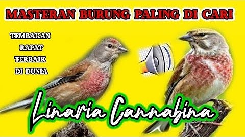 MASTERAN BURUNG PALING DI CARI‼️ SUARA BURUNG LINNET TEMBAKAN RAPAT SUPER GACOR.