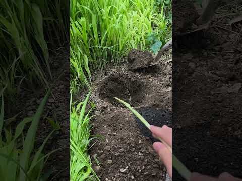 خطوات نقل شتلة المانجو