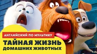 Тайная жизнь домашних животных. Английский по мультику.