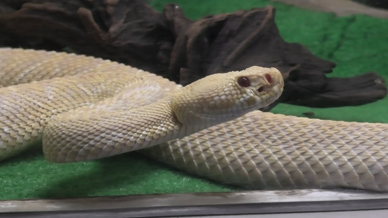 ガラガラヘビ様 maxresdefault.jpg