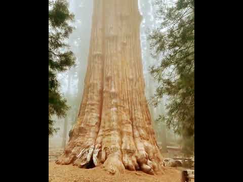 Video: Sequoia daraxtlari barglimi?