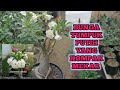 Adenium Bunga Putih Dan Perawatan Biar Bunga Tidak Rontok