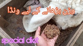 weight gaining wanda | kajla chatra #qurbani k janwar