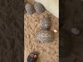 السلحفاه المصري تبيض واليوناني Turtles Lay Eggs السلحفاه المصري تبيض واليوناني Turtles Lay Eggs