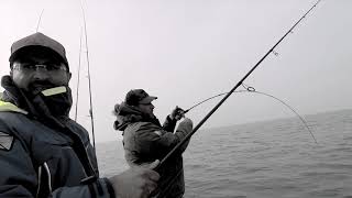 Tica Tica Pêche Au Bar En Slow Jigging Histoire De Testé Le Moulinet Vector Chez Kerfil