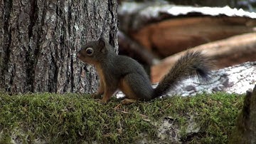 Mountain Moment: Scurry of Douglas Squirrels