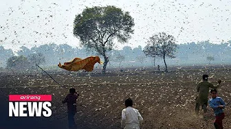 Looming Disaster: Locusts Could Be the Next Plague to Hit China Looming Disaster: Locusts Could Be the Next Plague to Hit China