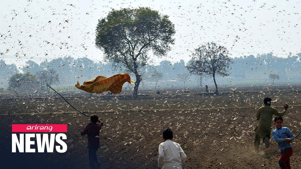 East Africa hit by desert locust swarm; China could be affected if ...