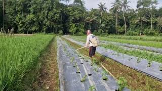 Information SECRET TRICK TO IMPROVE CHILI PLANT GROWTH USING LIQUID FERTILIZER! -Agriculture Farming Guide