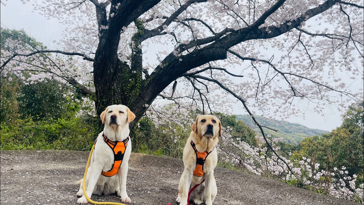 お花見キャンプに出かけたが。。ラブラドールきなこ９歳２か月サブレ４歳６か月