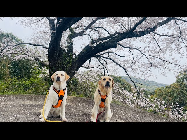 軽量 「ケイナイン キャンプ」犬と風景のアートフレーム　ラブラドール お花見キャンプに出かけたが。。ラブラドールきなこ9歳2か月サブレ4