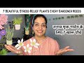 🔵7 Beautiful Stress-Relief Plants Every Gardener Needs | तनाव भगाएं, हरियाली बढ़ाएं! #getmyharvest