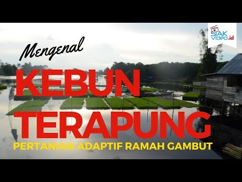 Video: Bagaimana tumbuhan terapung terapung di atas air?