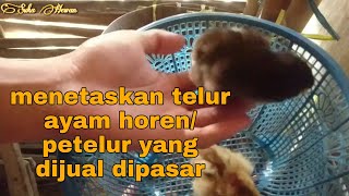 Menetaskan telur ayam horen/petelur yang dijual dipasar (eksperimen)