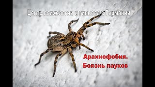 Арахнофобия. Боязнь пауков